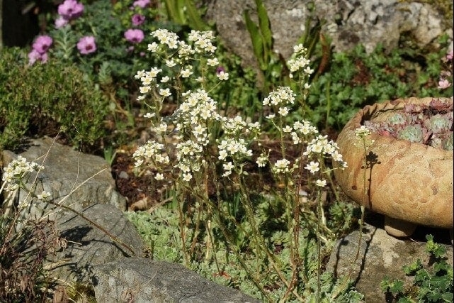 An introduction to growing alpine plants - Alpine Garden Society