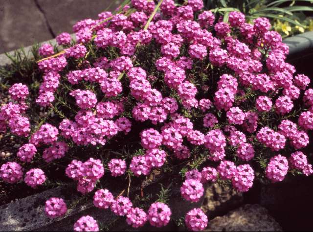 An introduction to growing alpine plants - Alpine Garden Society