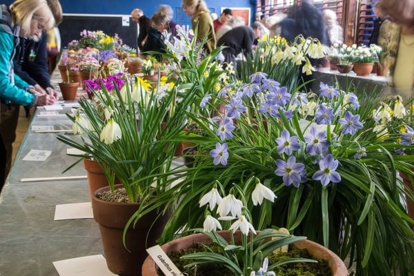 Harlow Show 2019 | Photographer's Diary - Alpine Garden Society