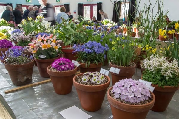 Loughborough Show 2019 | Photographer's Diary - Alpine Garden Society