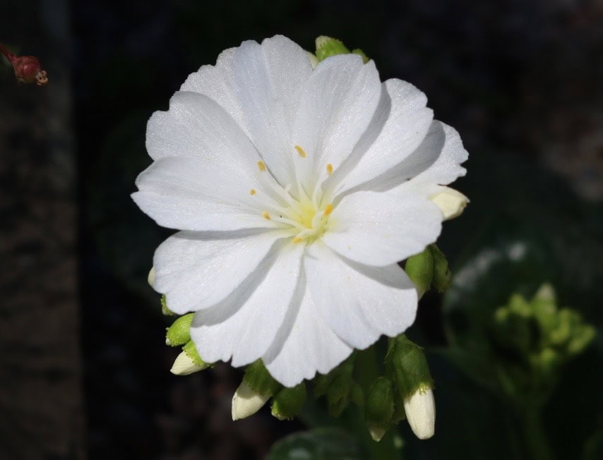 Beginner's Alpine Diary | Garden Blog- Alpine Garden Society