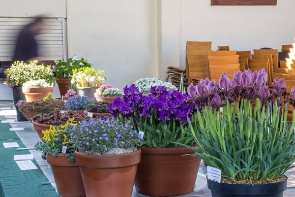 Kent Spring Show 2019 - Alpine Garden Society