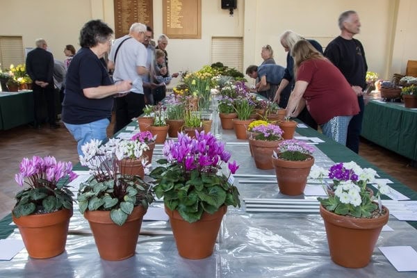 Kent Spring Show 2019 - Alpine Garden Society