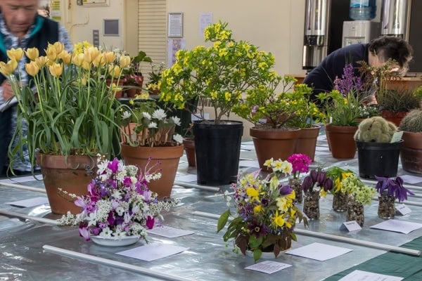Kent Spring Show 2019 - Alpine Garden Society