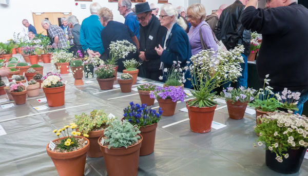Wimborne Show 2019 | Photographer's Diary - Alpine Garden Society