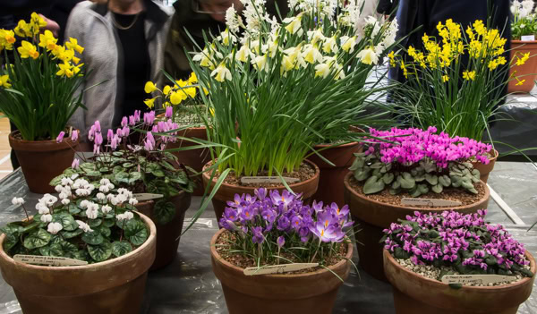 AGS Early Spring Show 2020 - Alpine Garden Society