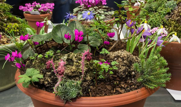 AGS Early Spring Show 2020 - Alpine Garden Society