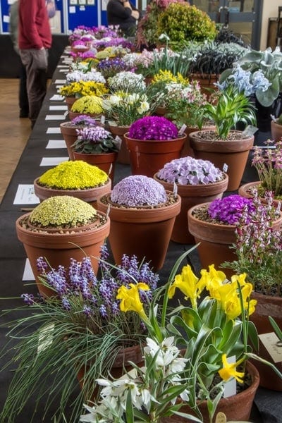 Pershore Early Spring Show 2020 - Alpine Garden Society