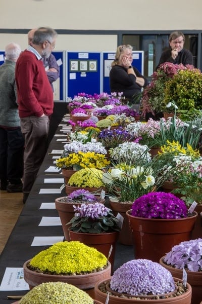 Pershore Early Spring Show 2020 - Alpine Garden Society