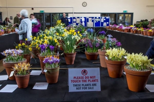 Pershore Early Spring Show 2020 - Alpine Garden Society