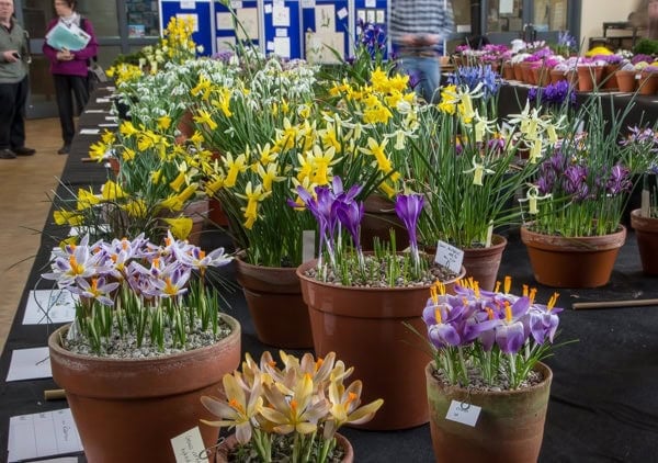 Pershore Early Spring Show 2020 - Alpine Garden Society