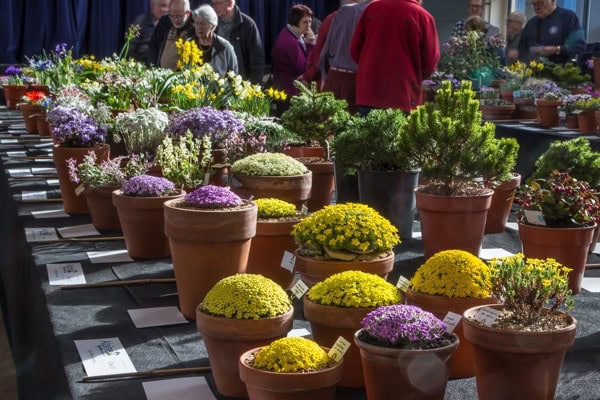Pershore Early Spring Show 2020 - Alpine Garden Society