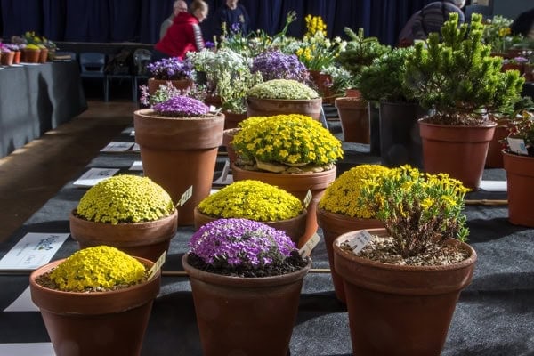 Pershore Early Spring Show 2020 - Alpine Garden Society