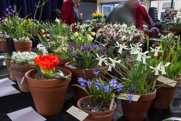 Pershore Early Spring Show 2020 - Alpine Garden Society
