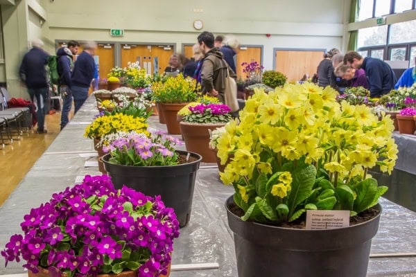 AGS Early Spring Show 2020 - Alpine Garden Society