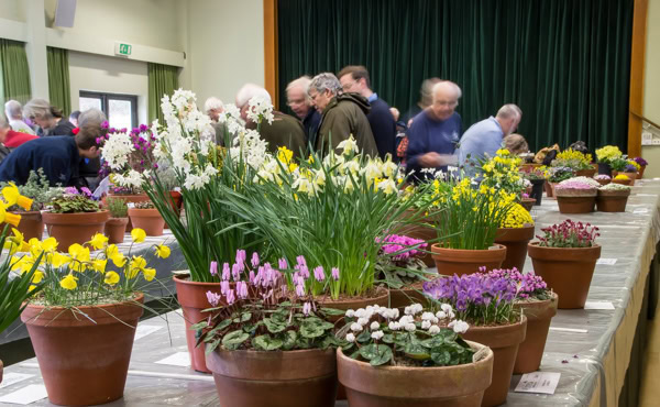 AGS Early Spring Show 2020 - Alpine Garden Society