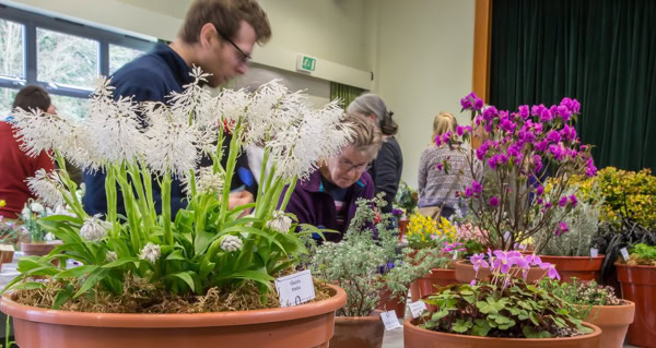 AGS Early Spring Show 2020 - Alpine Garden Society