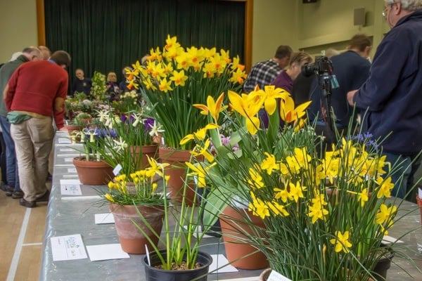 AGS Early Spring Show 2020 - Alpine Garden Society