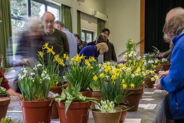 AGS Early Spring Show 2020 - Alpine Garden Society