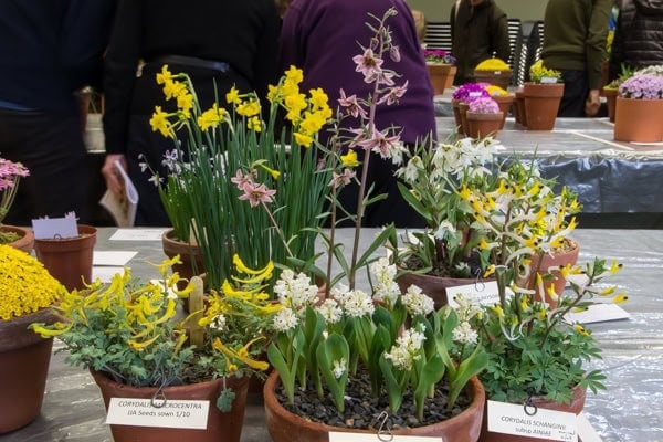 AGS Early Spring Show 2020 - Alpine Garden Society