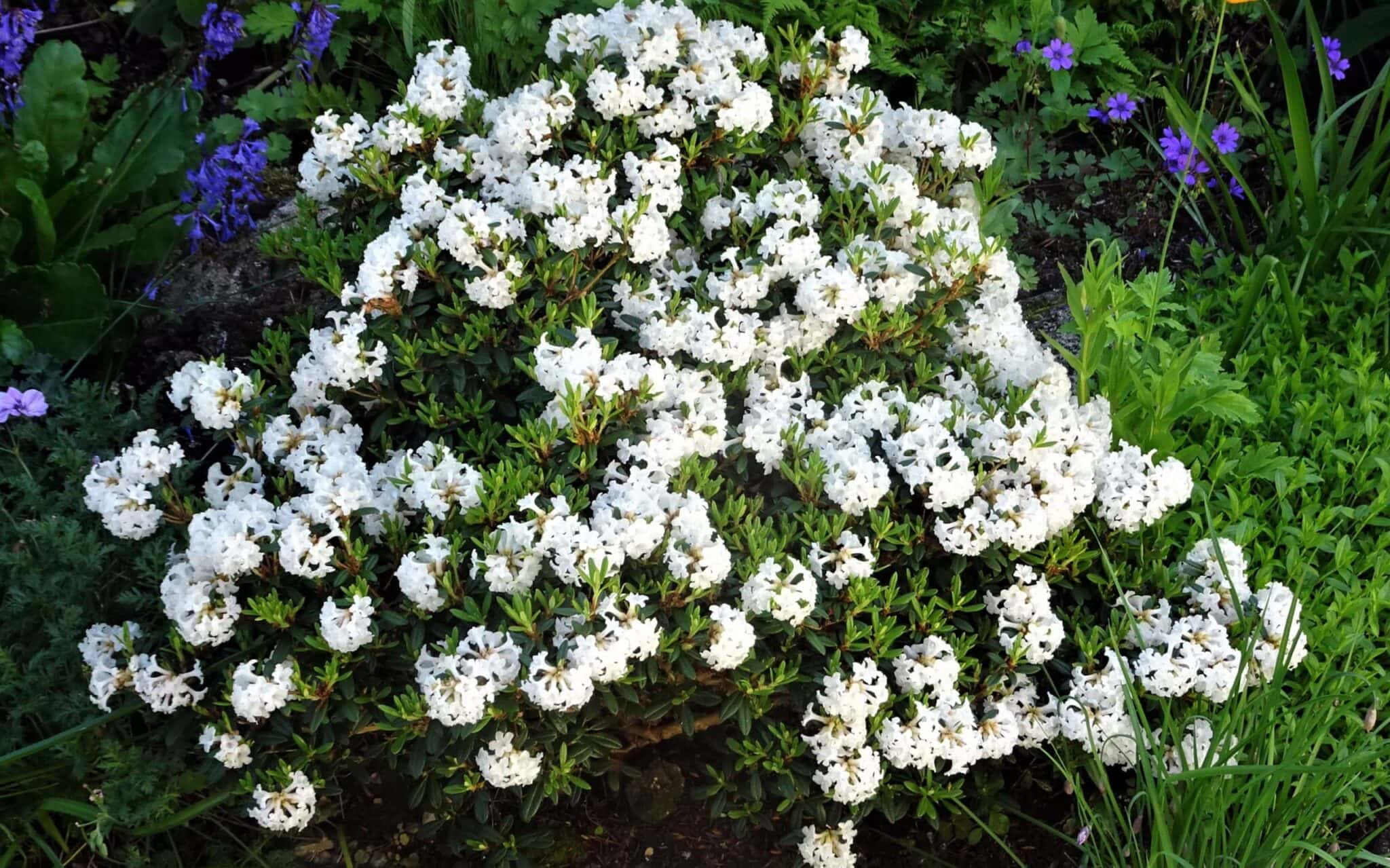 Singular Rhododendron Rhododendron Choices for Small Gardens - Alpine Garden Society