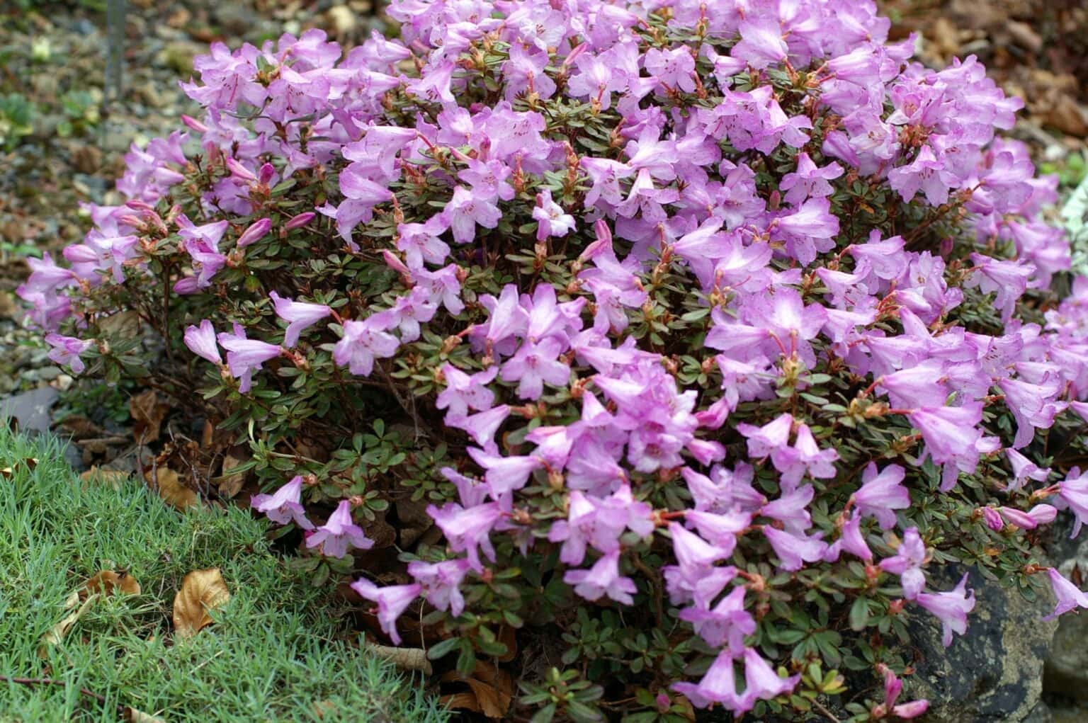 Rhododendron Choices for Small Gardens - Alpine Garden Society