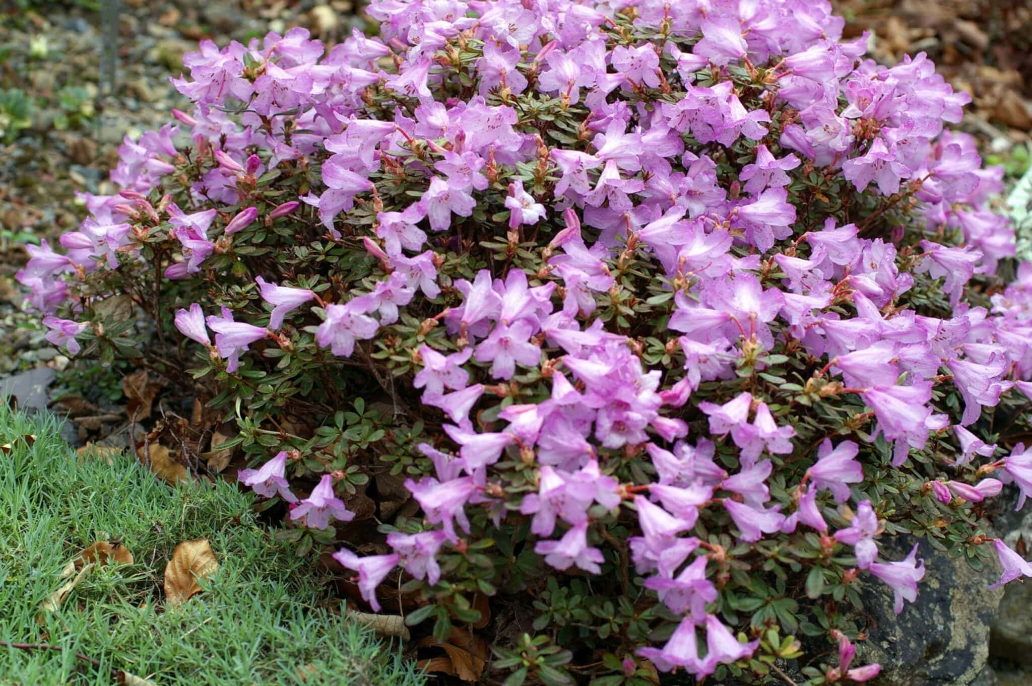 Singular Rhododendron Rhododendron Choices for Small Gardens - Alpine Garden Society