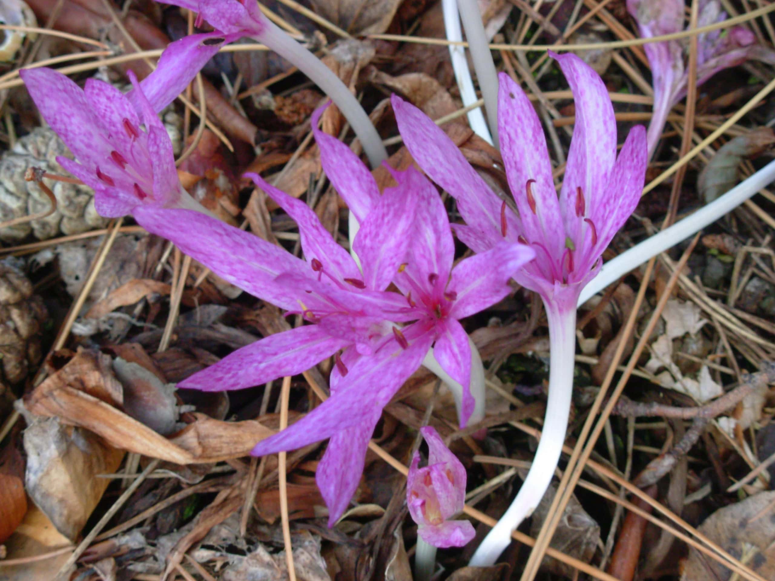 Autumn-flowering Colchicum - Alpine Garden Society