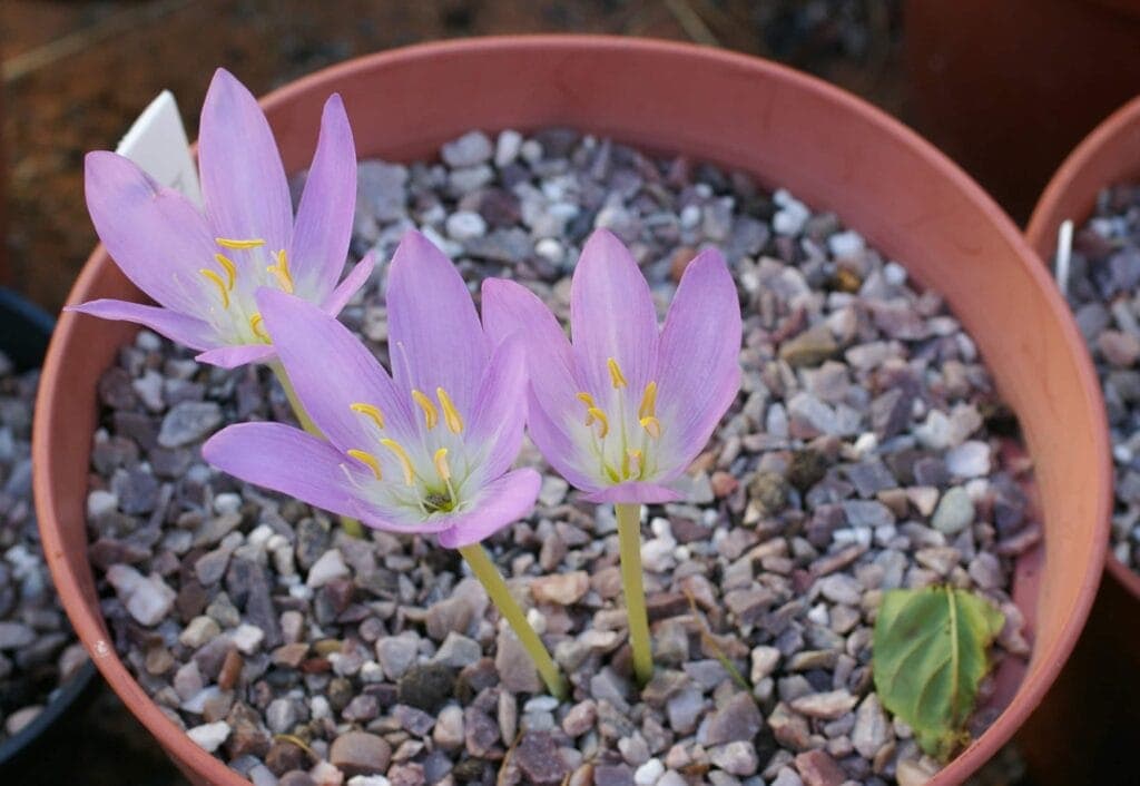 Autumn-flowering Colchicum - Alpine Garden Society