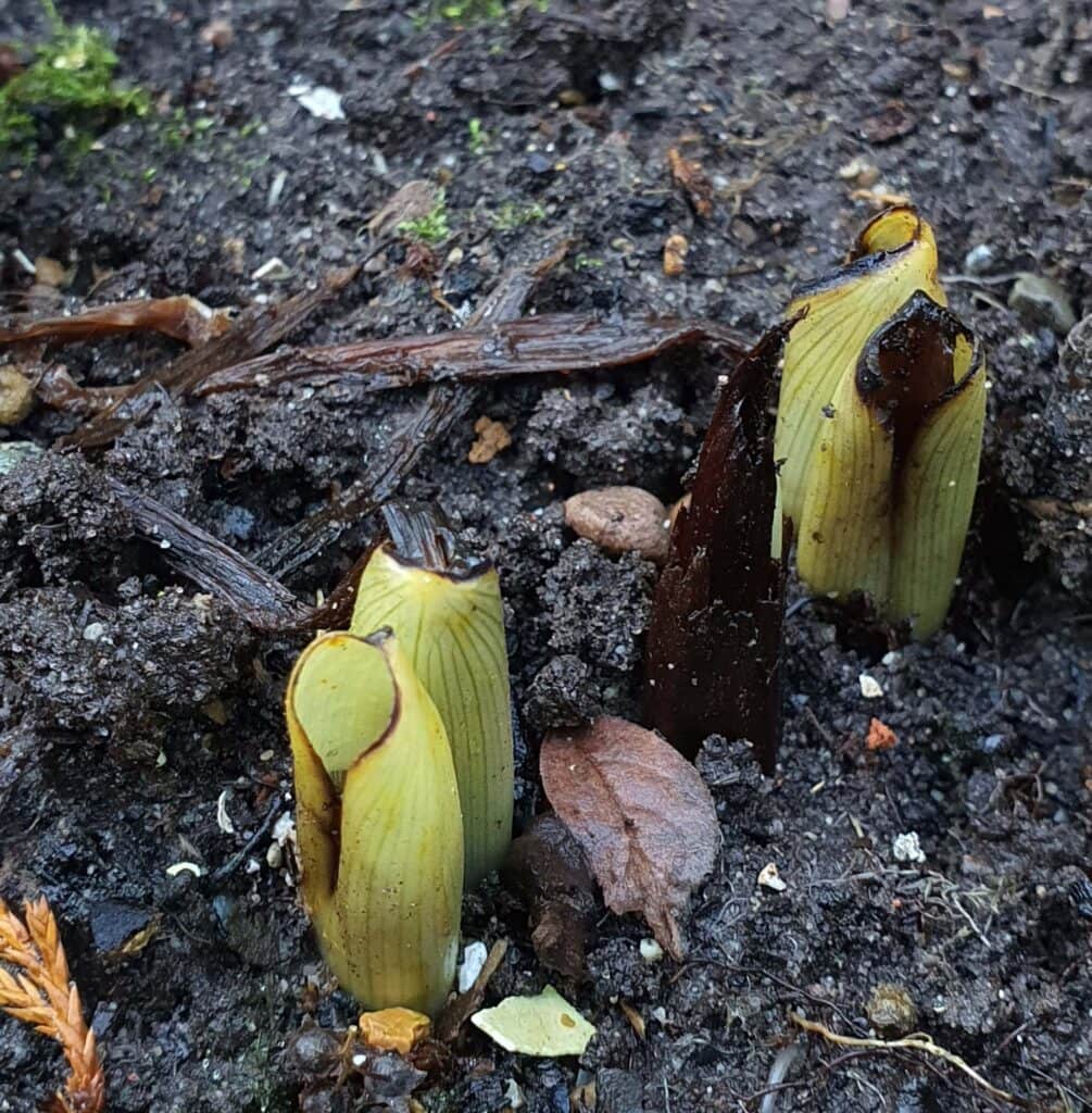 Autumn-flowering Colchicum - Alpine Garden Society