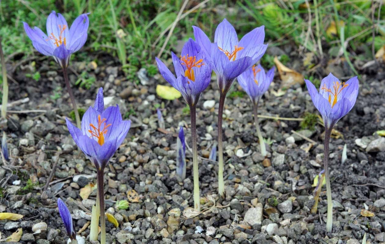 Autumn-flowering Crocus - Alpine Garden Society