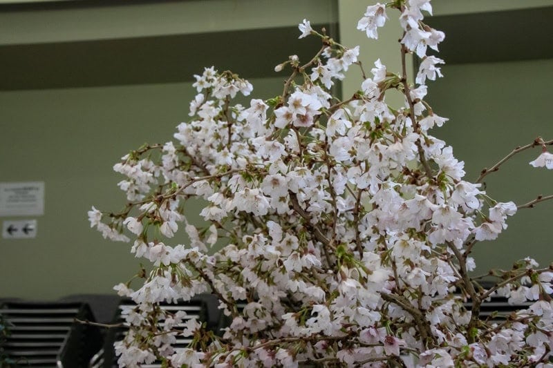 Early Spring Show 2022 - Alpine Garden Society