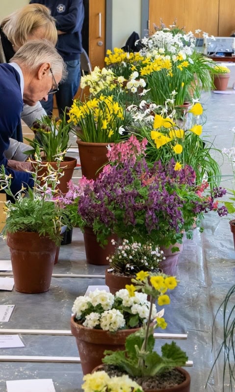 Early Spring Show 2022 - Alpine Garden Society