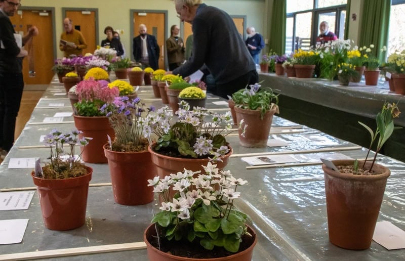Early Spring Show 2022 - Alpine Garden Society
