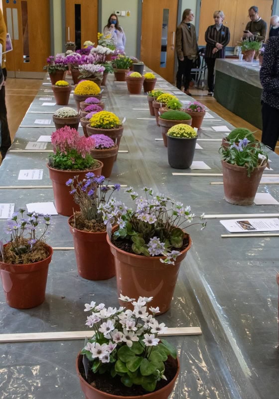 Early Spring Show 2022 - Alpine Garden Society