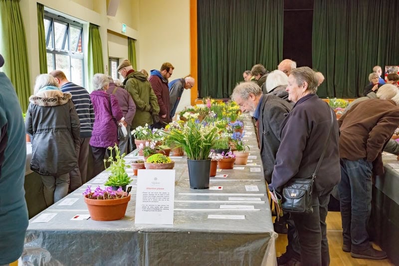 AGS Early Spring Show 2023 - Alpine Garden Society