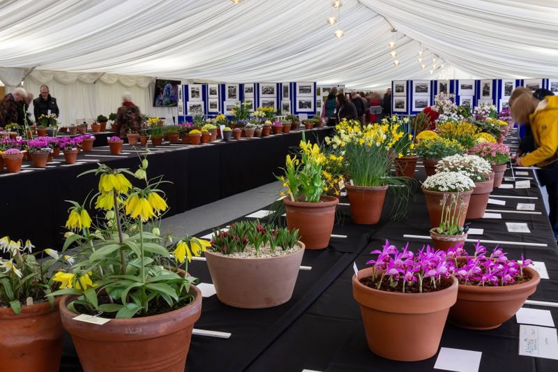 AGS Early Spring Show 2024 - Alpine Garden Society