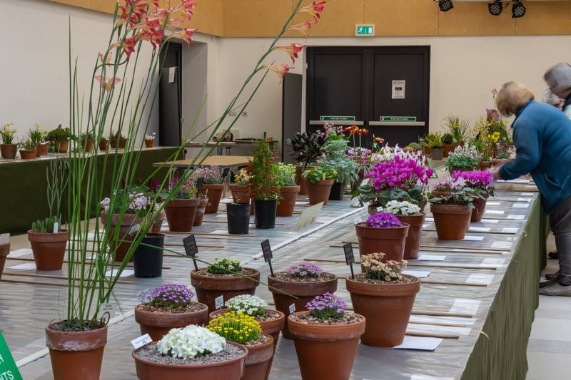 AGS South West Show 2024 - Alpine Garden Society
