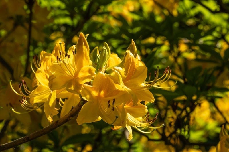 Garden Visits and other Excursions Spring 2024 - Alpine Garden Society