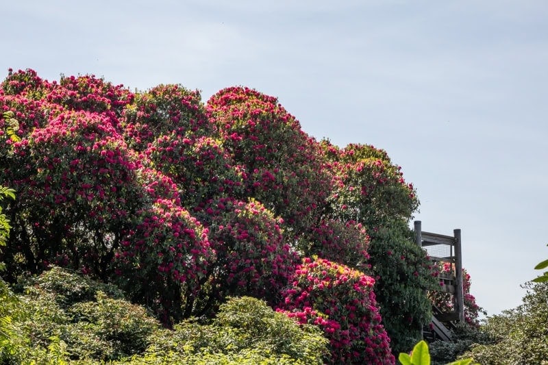 Garden Visits and other Excursions Spring 2024 - Alpine Garden Society