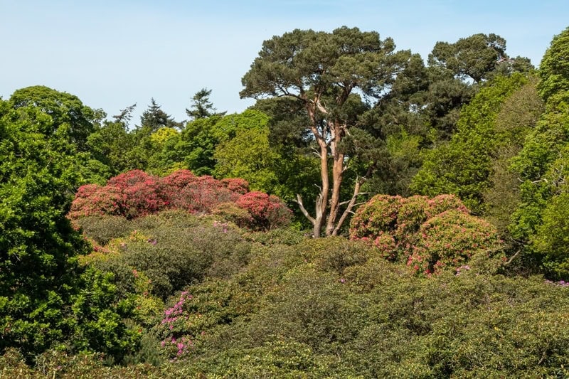 Garden Visits and other Excursions Spring 2024 - Alpine Garden Society