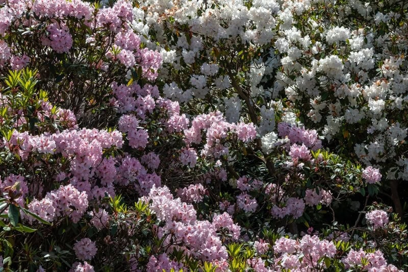 Garden Visits and other Excursions Spring 2024 - Alpine Garden Society